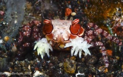 Boxer crab ALAN Powderham Bali 29Nov2012-1