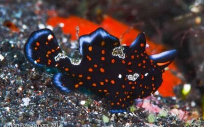 juvenile painted frogfish ALAN PowderhamBali 29Nov2012-2